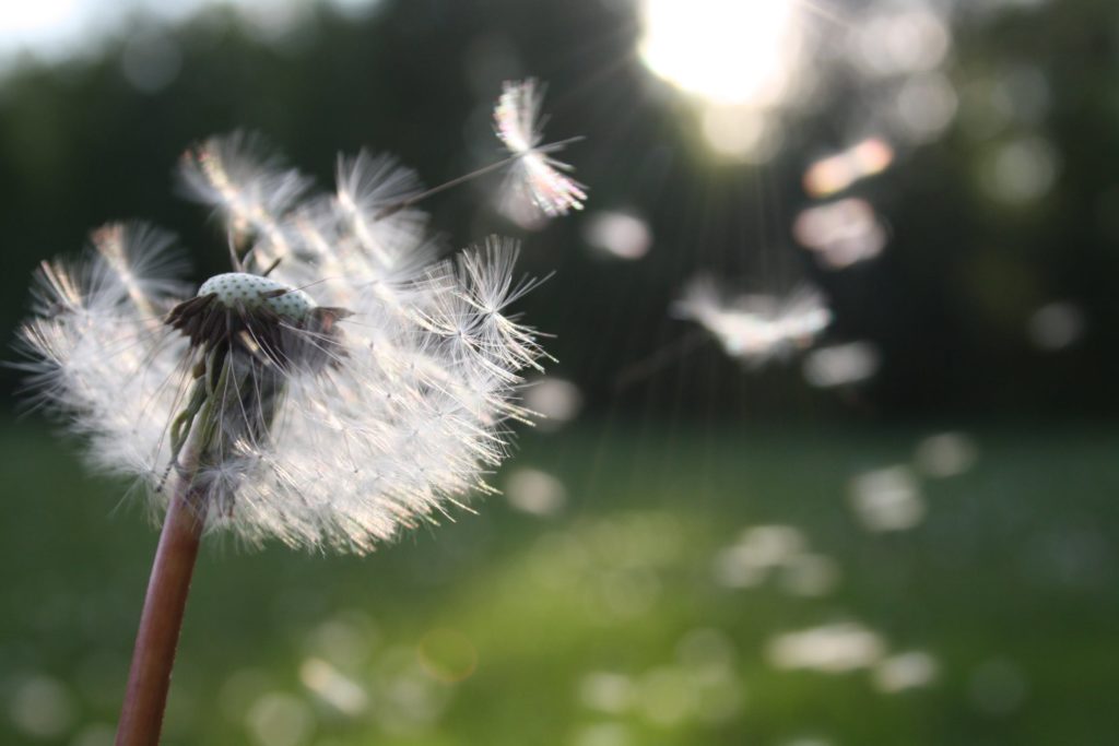 Blowing on dandelion wish list